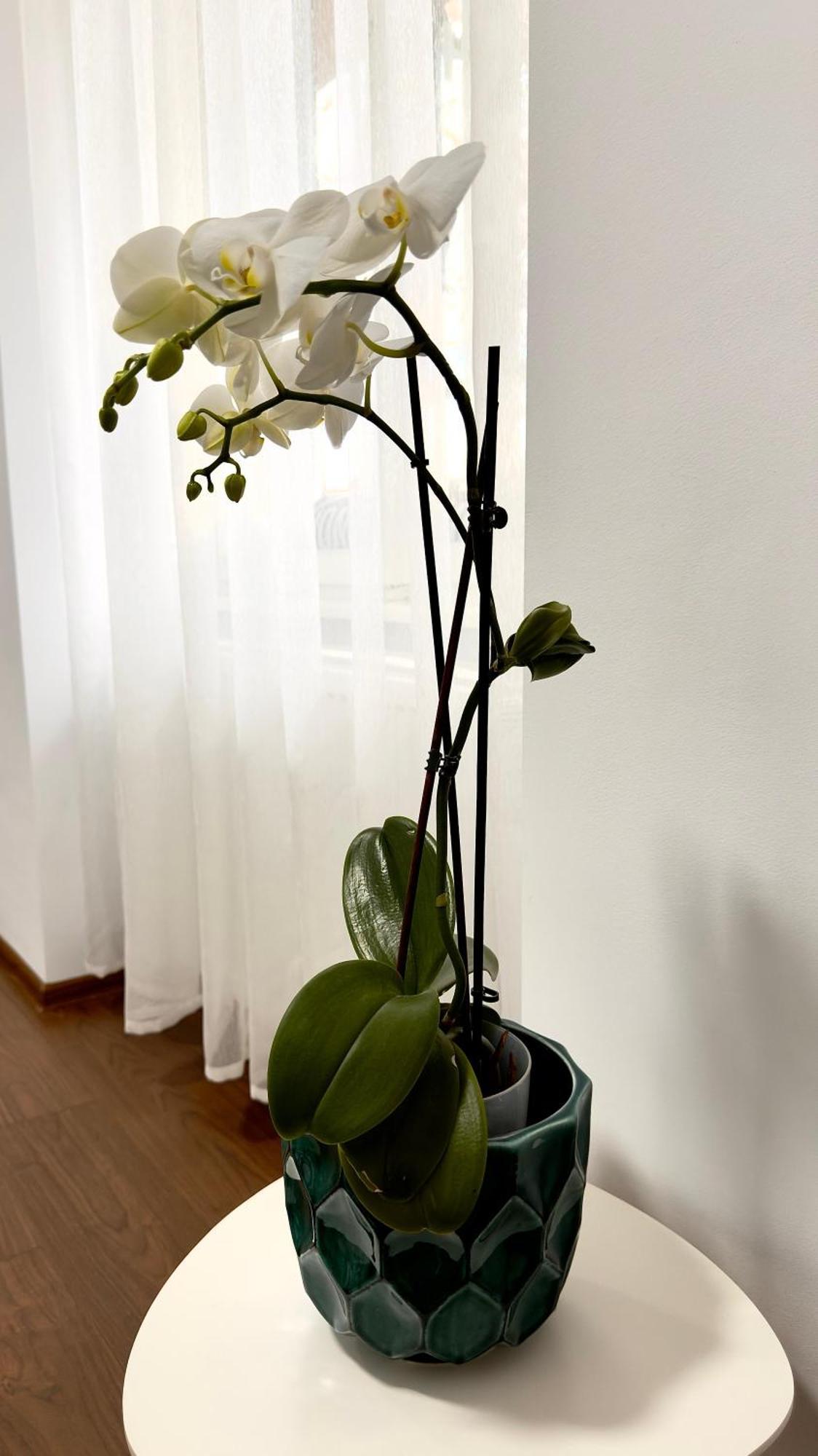 Phoenix Central Apartments סיביו מראה חיצוני תמונה